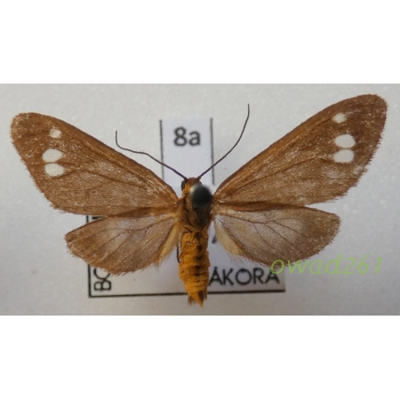 Dysauxes ancilla (Linnaeus, 1767) Czech8a